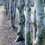 Trees in a row